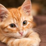 かわいい愛猫のために。100均素材で作れる猫ハンモックをDIY