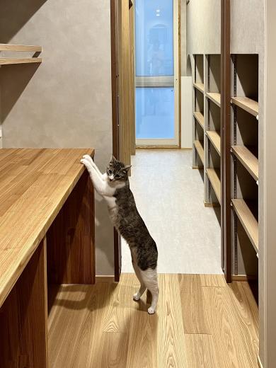 子と猫の家～マンションリノベーションの写真6