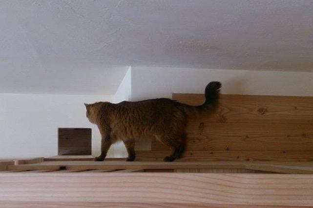 猫と暮らす家　戸建リノベーションの写真9